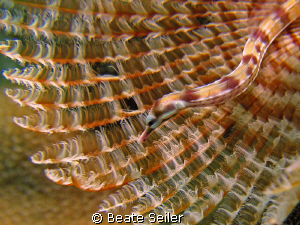 Another Pipe fish, taken with Canon S70 and UCL 165 by Beate Seiler 